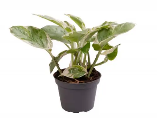 Scindapsus N’Joy mini. Le pot de Ø 6 x H 10 cm
