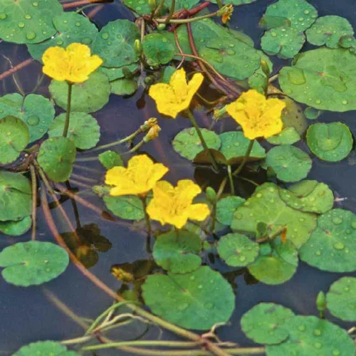 Petit nénuphar godet 9x9 cm