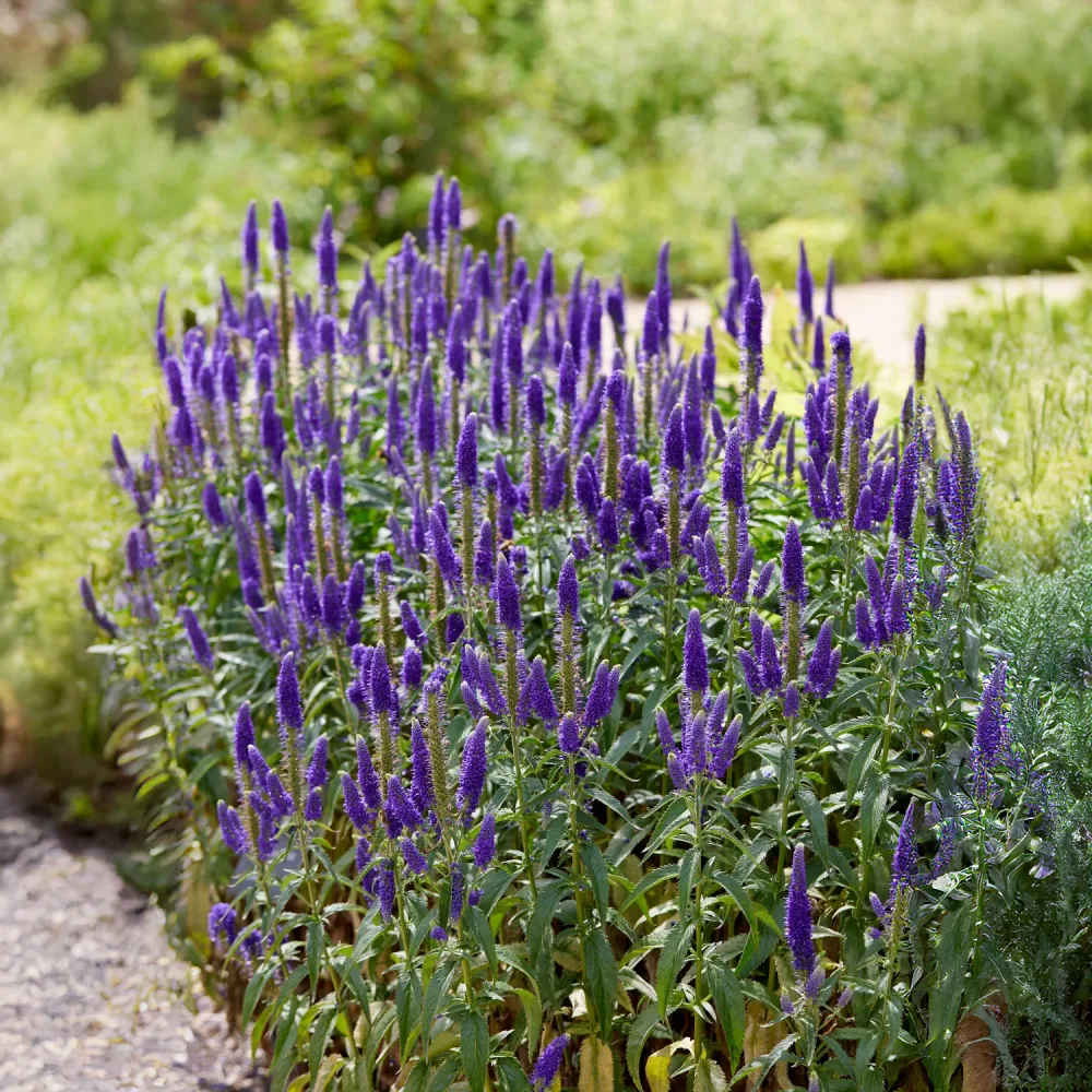 Véronique en épis Royal Candles Veronica spicata Royal Candles