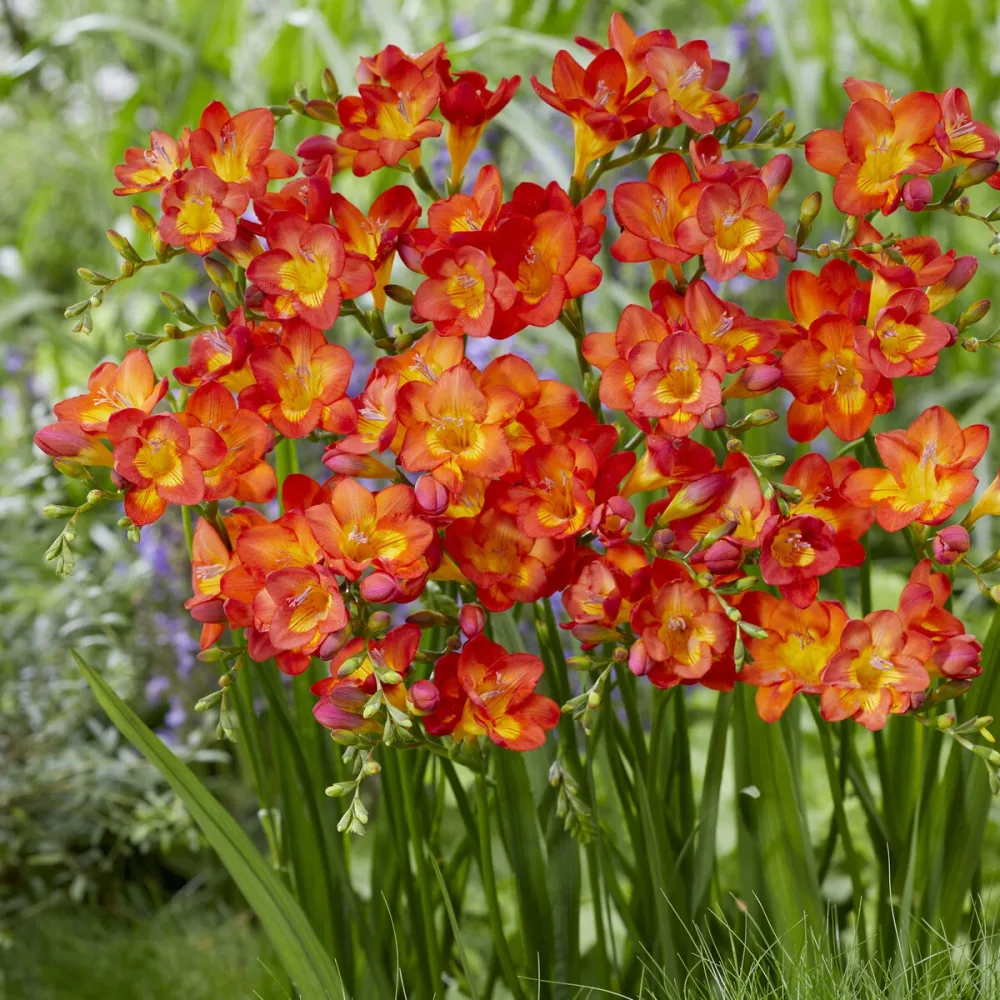 15 Freesia simple rouge Freesia 'red'