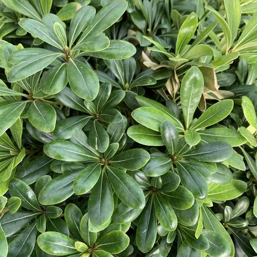 Pittosporum Tobira nain vert. Le pot de 45 litres, 60/70 cm