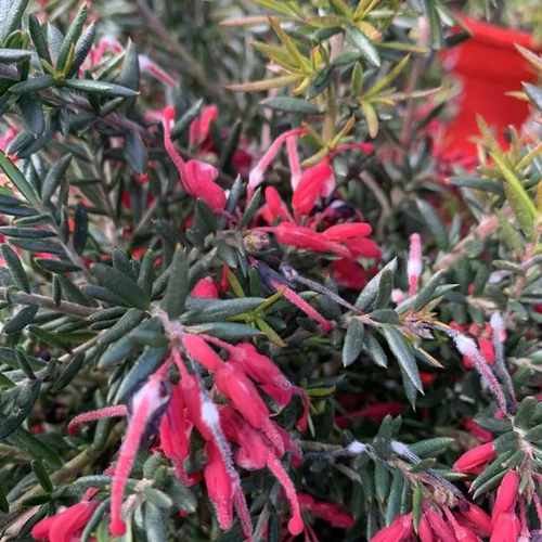 Grevillea Rondeau. Le pot de 7 litres
