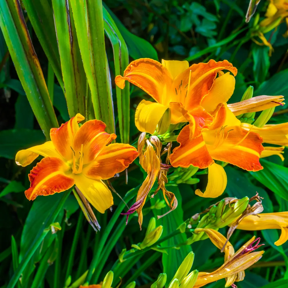 Hémérocalle Frans Hals Hemerocallis Frans Hals