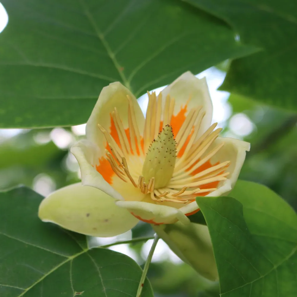 Tulipier de Virginie Liriodendron tulipifera danny