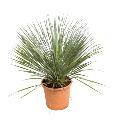 Dasylirion Serratifolia en pot de 15 L vert