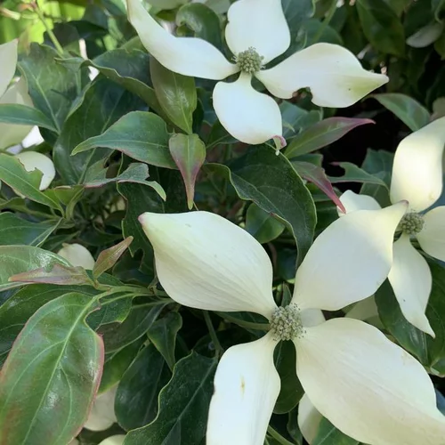 Cornus Florida Honkogenensis Blanc. Le pot de 4 litres