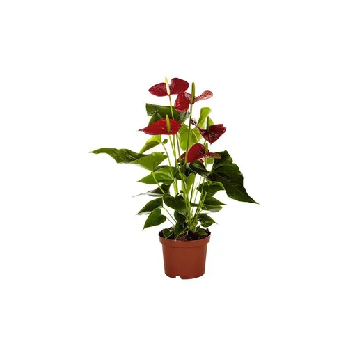 Anthurium Dakota pot Ø14 cm/ H50 cm