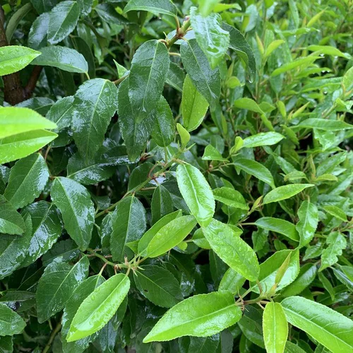 Laurier du Portugal Angustifolia vert. Le pot de 25 litres, forme boule