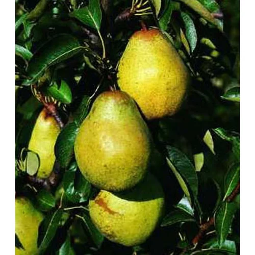 Poirier Nain Fruit Me® Pear Me Williams. La jardinière de 30 litres