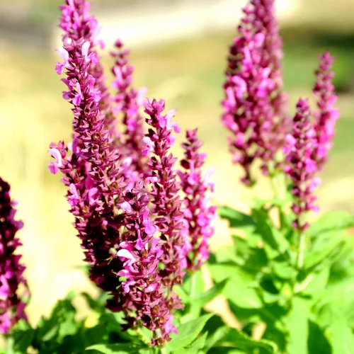 Sauge des bois salvia sensation bleue en pot de 2 L