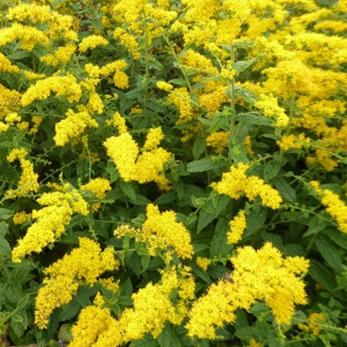 Solidago rugosa Solidago rugosa