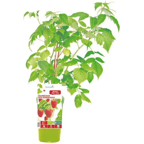 Framboisier Zeva Bio. Le pot de 1 litre