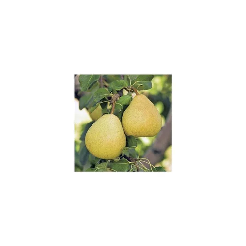 Poirier Delbardelice ® Delété. En racine nue, forme gobelet