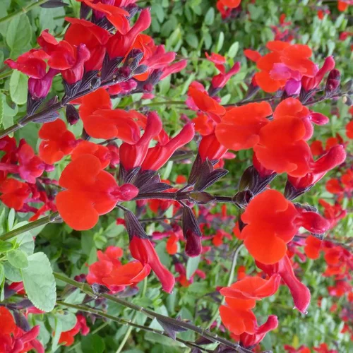 Salvia Grahamii - Le pot de 24 cm