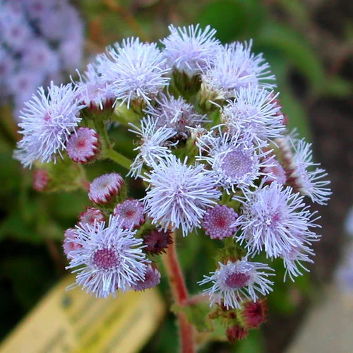 Ageratum. La barquette de 6 plants