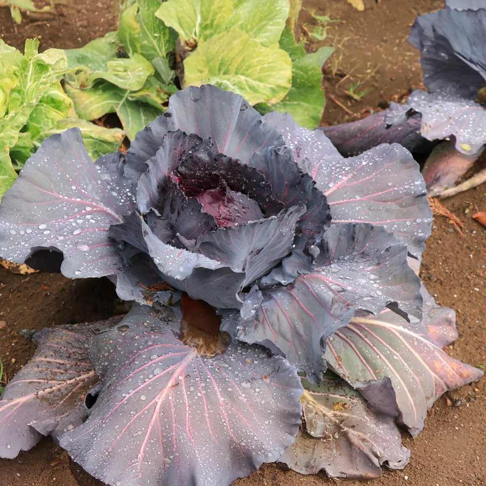 Chou rouge Fuego F1 Brassica oleracea capitata Fuego F1