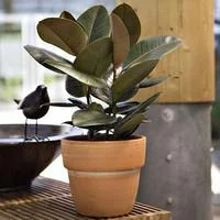 Ficus Elastica Robusta ou Caoutchouc H 150 cm en pot de 43 cm