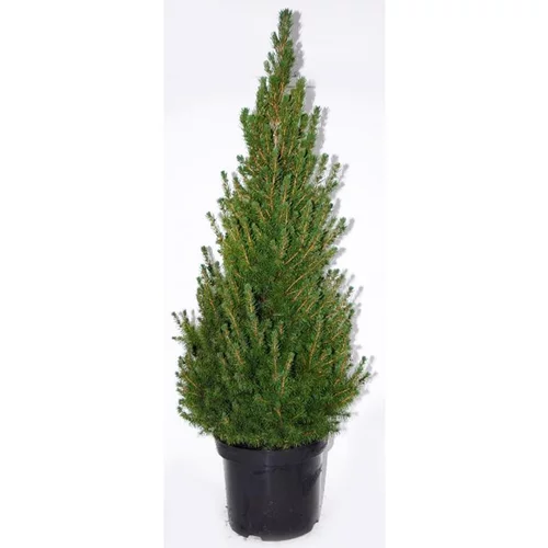 Picea Glauca Conica (épinette blanche) 40 ? 50 en pot de 5 L vert