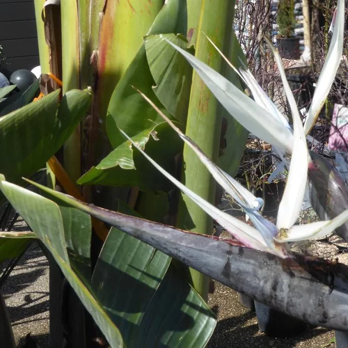 Oiseau de Paradis blanc. Le pot de 15 litres