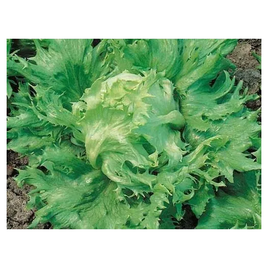 Laitue batavia Reine des glaces | Semences bio et reproductibles