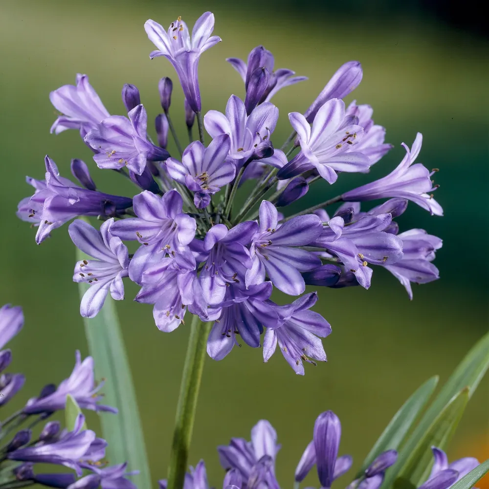 Agapanthe Blue Triumphator Agapanthus Blue Triumphator