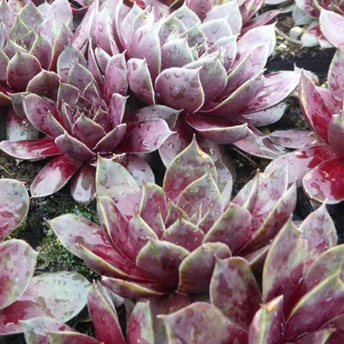 Joubarbe Commander Hay - Sempervivum Sempervivum commander hay
