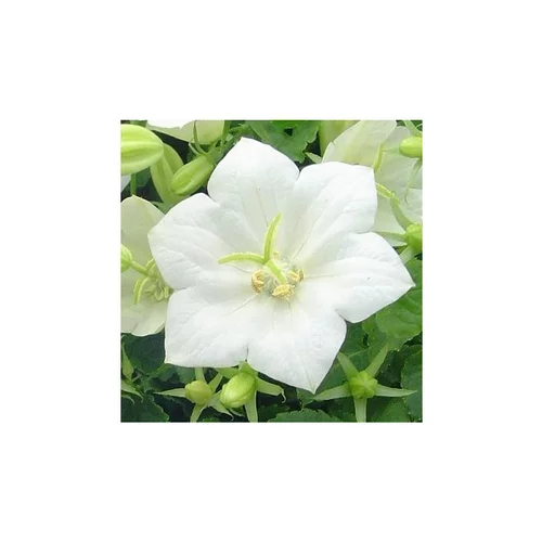 Campanule des Carpates - Le pot de 10,5 cm
