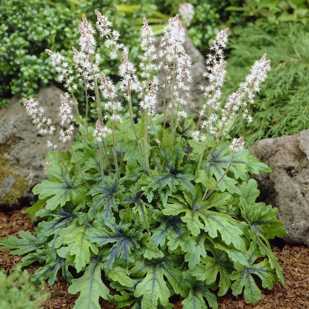 Tiarelle Iron Butterfly Tiarella Iron Butterfly