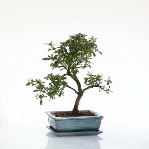 Bonsaï botanic® Zelkova avec pot et soucoupe - Taille 3,2