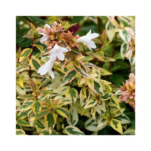 Abélia (ABELIA GRANDIFLORA KALEIDOSCOPE) - Le pot de 3 litres