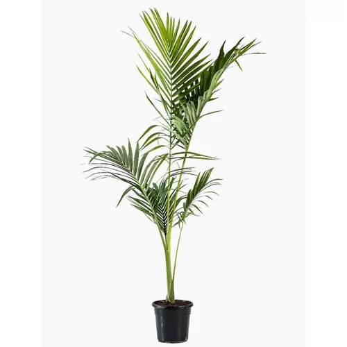 Archontophoenix Alexandrae. Le pot de 9 litres