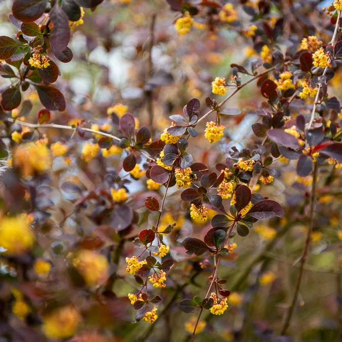 Épine-vinette Superba Berberis ottawensis Superba