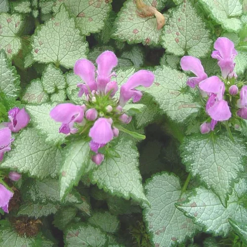 Lamier Pink Chablis - Le pot de 12 cm