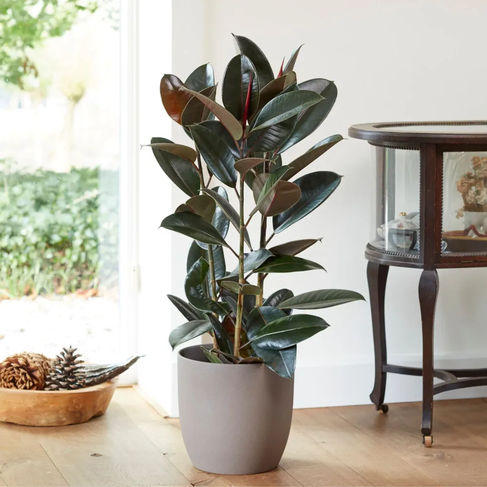 Caoutchouc Robusta Ficus elastica Robusta