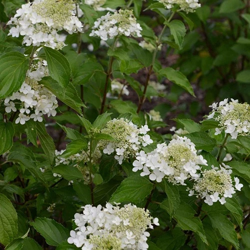 Hortensia paniculé Perle d'Automne Hydrangea paniculata perle d'automne