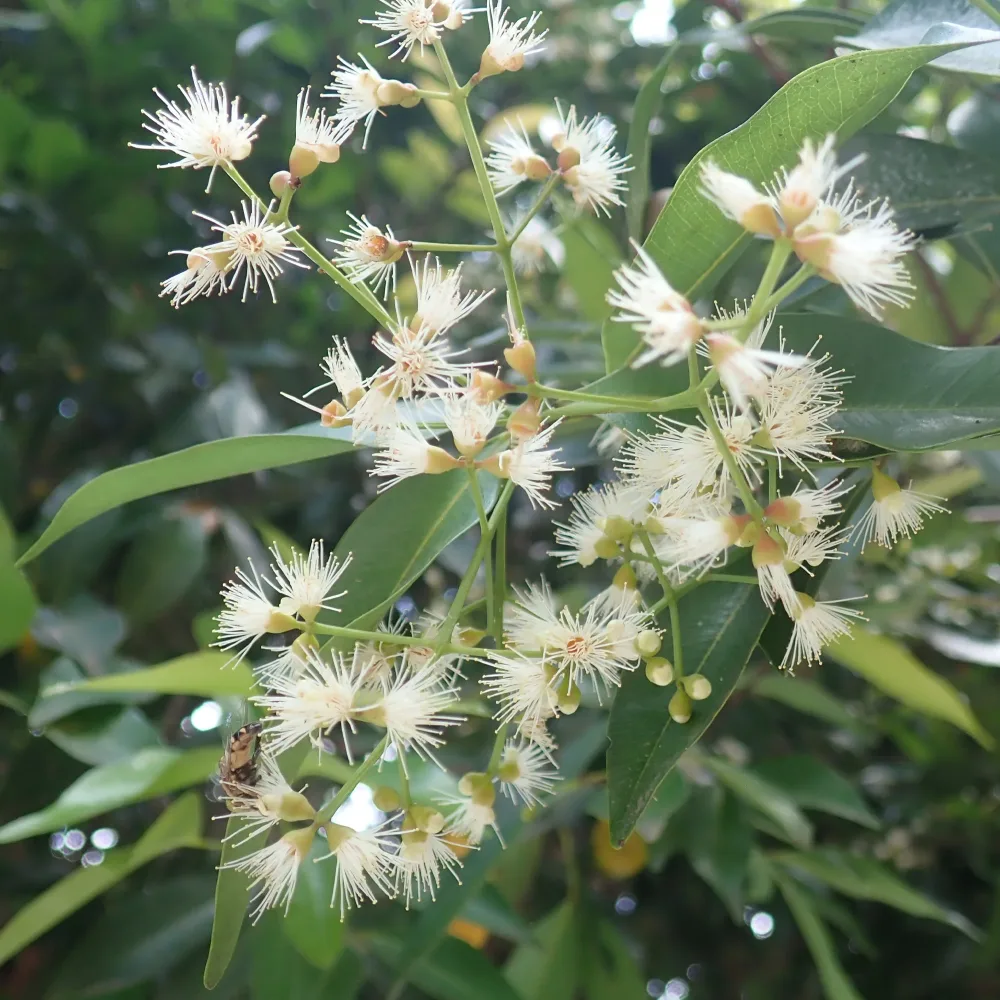 Myrte d'Australie Newport - Eugenia Eugenia myrtifolia Newport