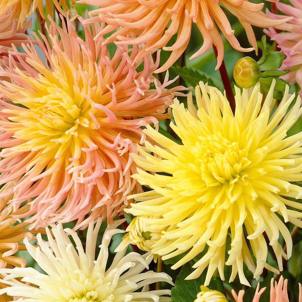 5 Dahlias Star en mélange Dahlia 'star'