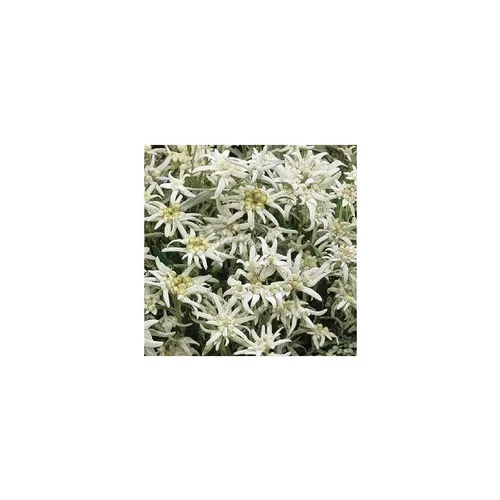 Edelweiss - Le pot de 1 litre