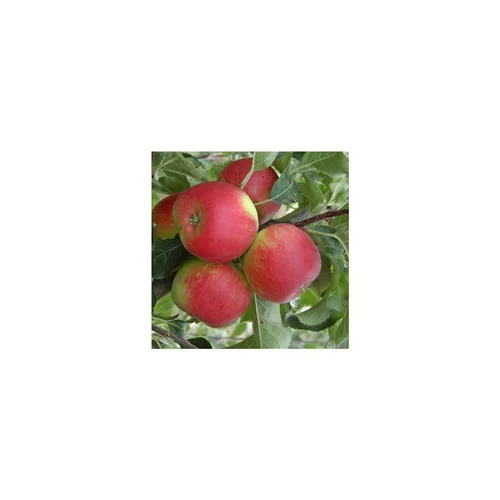 Pommier Pomme Des Moissons® Delprivale. Le pot de 15 litres, forme 1/2 tige