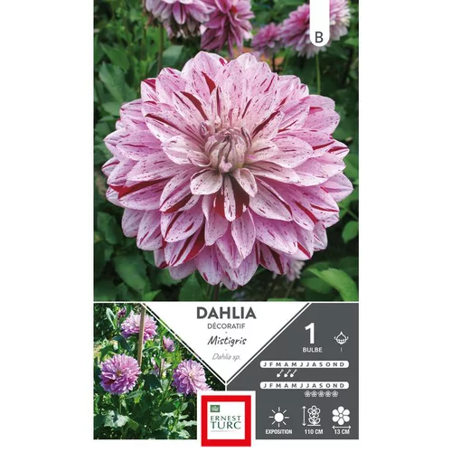 Dahlia décoratif Mistigris mauve Ernest Turc - 1 bulbe