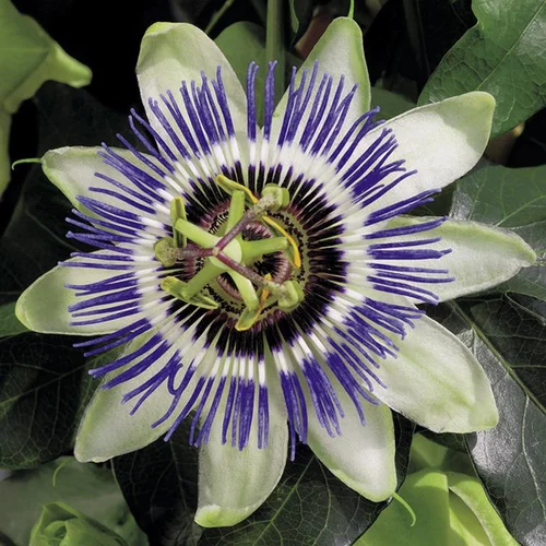 PASSIFLORE CAERULEA. Le pot de 3 litres