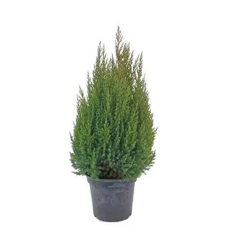 Genévrier de Chine Stricta 25/30. Le pot de 2 litres