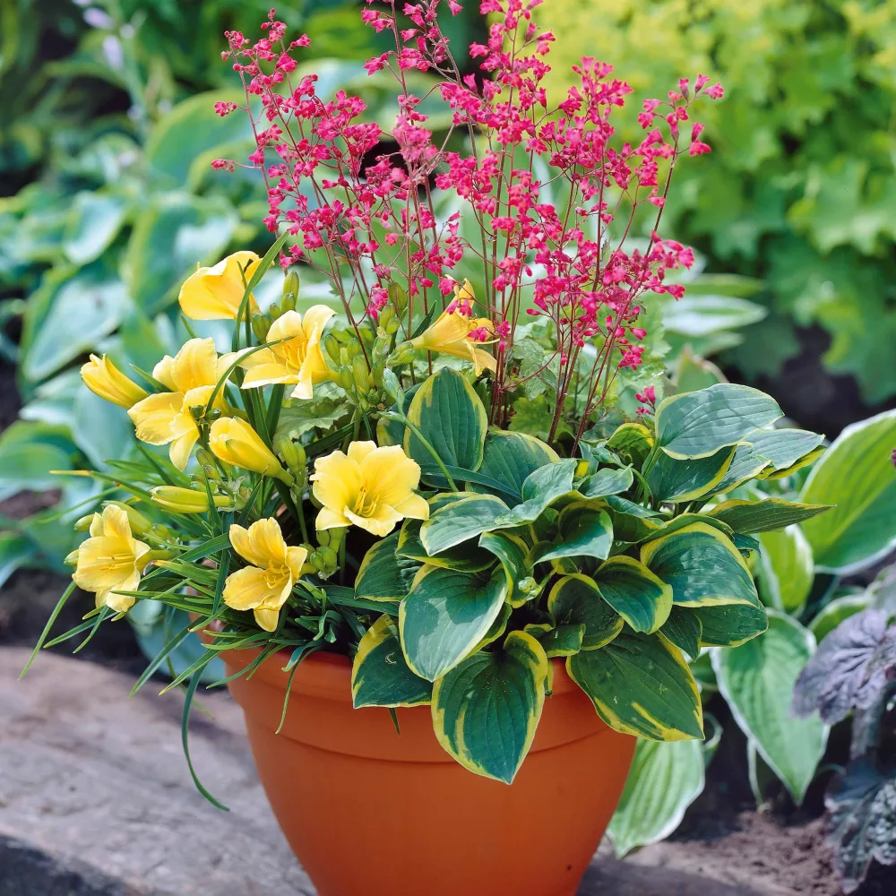 Kit Pot fleuri pour balcon Hemerocallis stella d'oro, hosta aureo marginata,