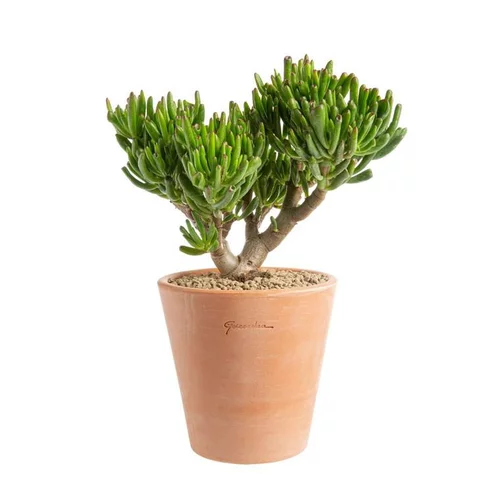 Crassula hobbit en pot terre cuite H 10 x Ø 15 cm