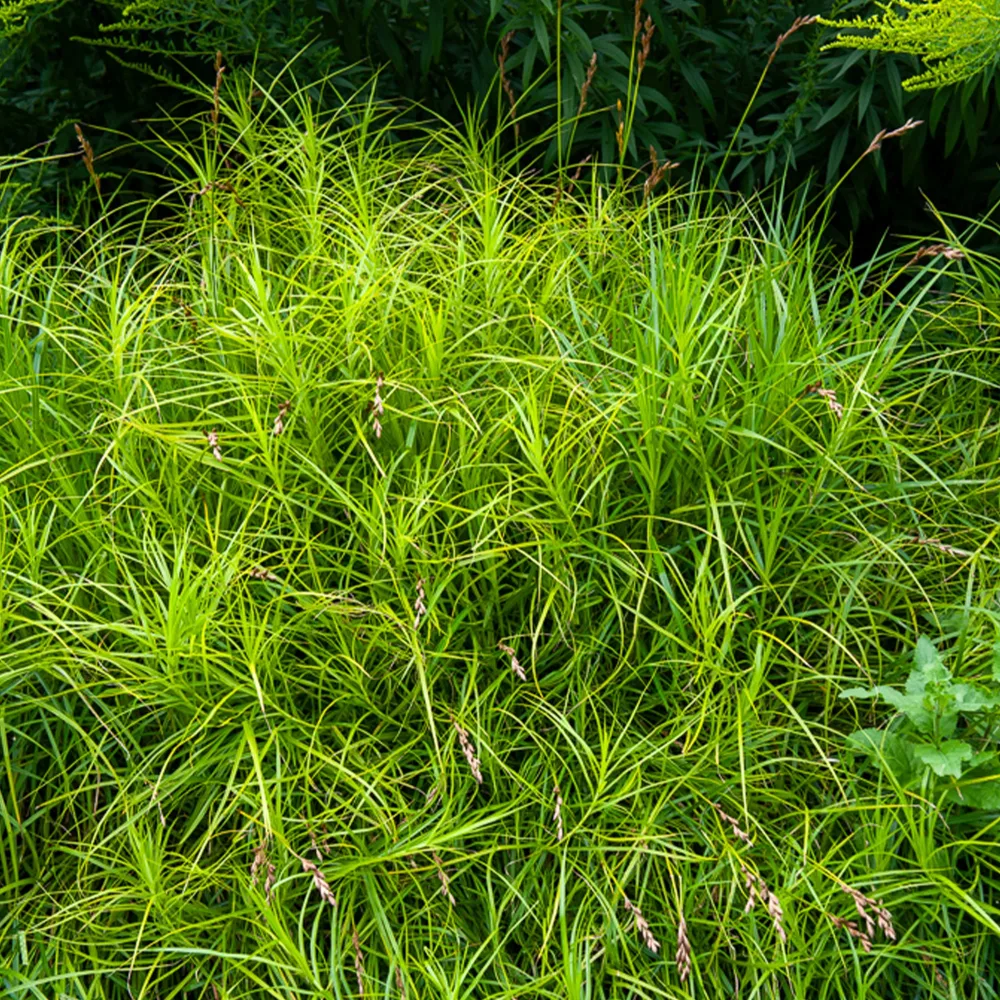Laîche d'Amérique - Carex Carex muskingumensis