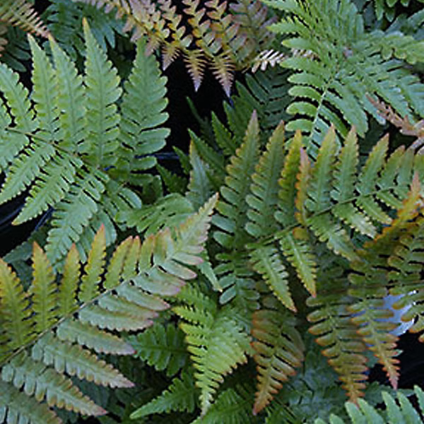 6 x Dryopteris erythrosora – godet 9cm x 9cm