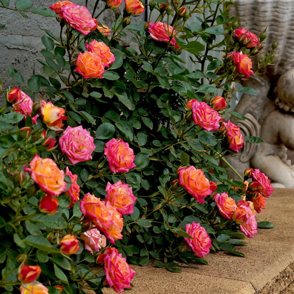 Rosier miniature Little Sunset® Rosa Little Sunset®