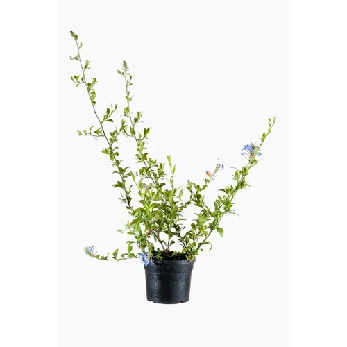 Plumbago (Dentelaire du cap) tuteur en pot de 2 L bleu