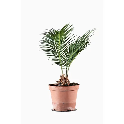 Cycas Revoluta. Le pot de 1 litre