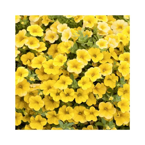 Calibrachoa duo orange & jaune - Le pack de 6 plants